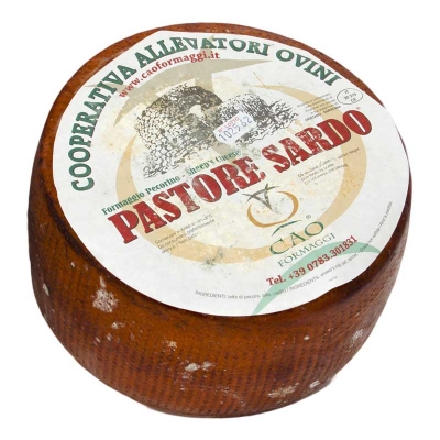 Pastore sardo kg4
